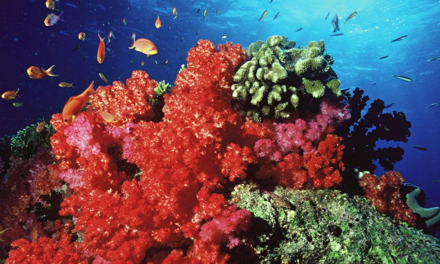 Кораллы на Палау